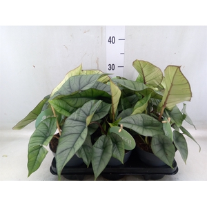 Alocasia  'Platinum'
