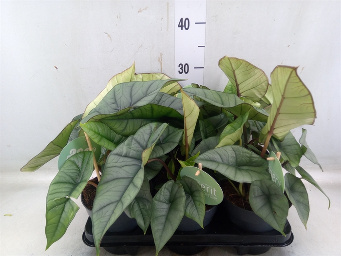 <h4>Alocasia  'Platinum'</h4>
