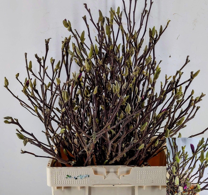 <h4>MAGNOLIA OV</h4>