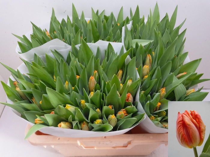 <h4>TU PA COMET</h4>