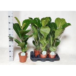 .Ficus lyrata