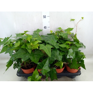 Hedera alger. 'Montgomery'
