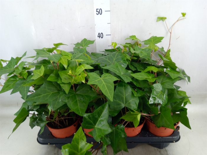 <h4>Hedera alger. 'Montgomery'</h4>