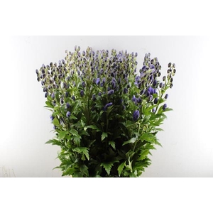 Aconitum Arendsii (100cm)x40