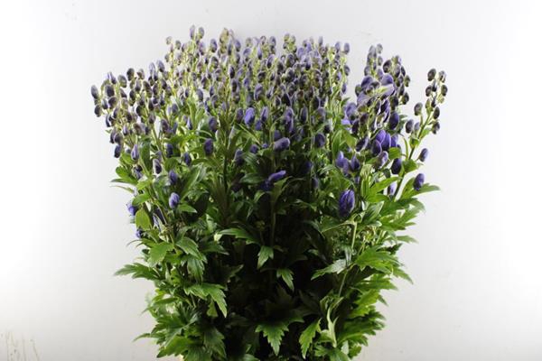 <h4>Aconitum Arendsii (100cm)x40</h4>