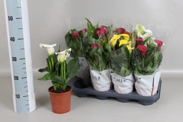 <h4>ZANT GEM 4 KL</h4>