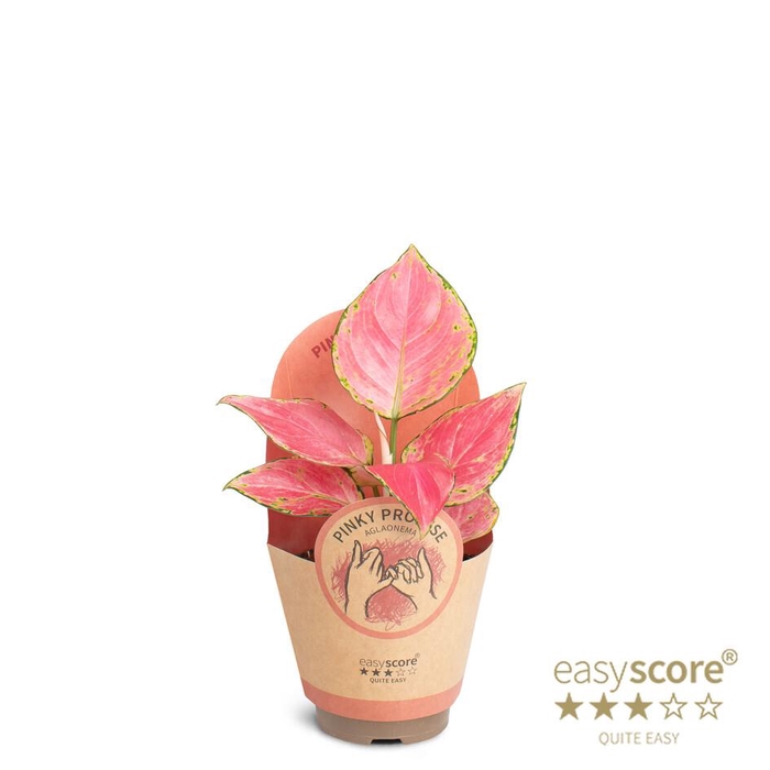 <h4>AGLAONEMA COMM. P9</h4>