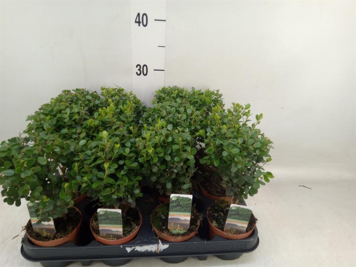 <h4>Myrsine africana</h4>