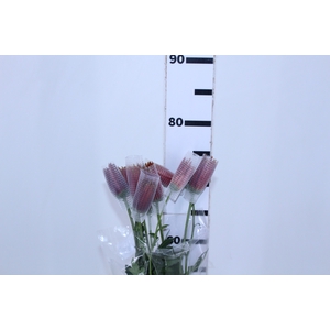 ANASTASIA CHISPA 070 CM BICOLOR