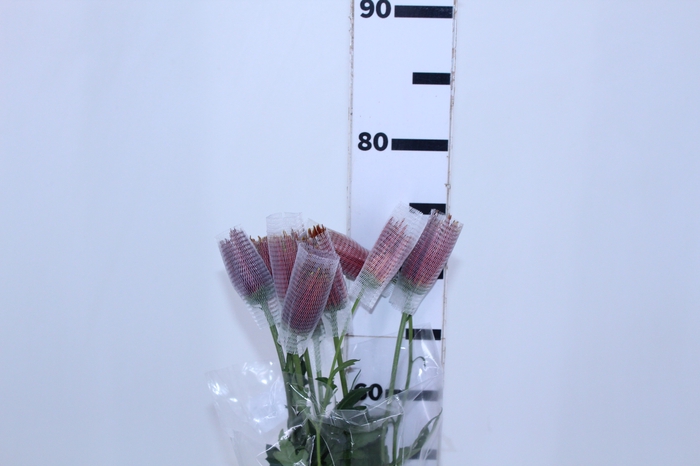 ANASTASIA CHISPA 070 CM BICOLOR