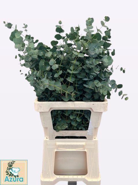 <h4>EUCA GU AZURA</h4>