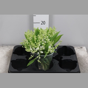 Convallaria P St