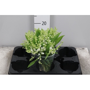 Convallaria P St