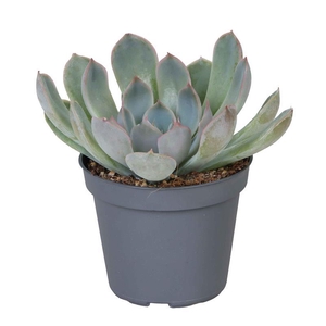 ECHEVERIA HYBRID