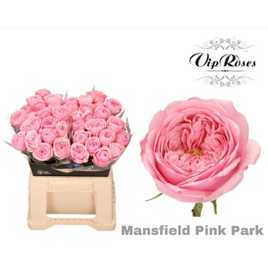 R KL MANSFI PIN PARK