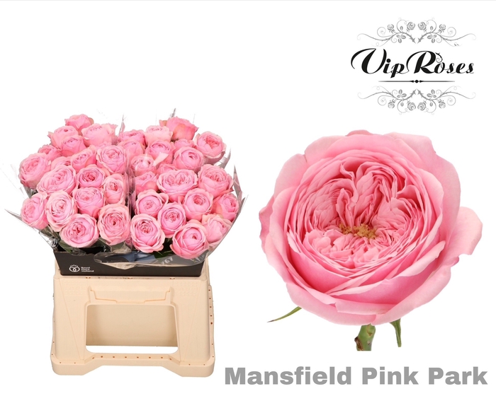 <h4>R KL MANSFI PIN PARK</h4>