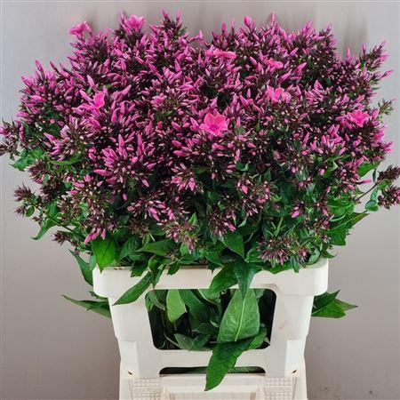 <h4>PHLOX P WINDSOR</h4>