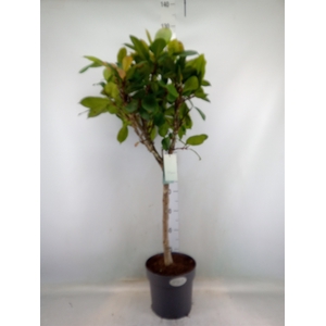 Ficus cyathistipula