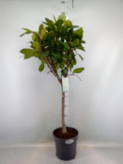 <h4>Ficus cyathistipula</h4>