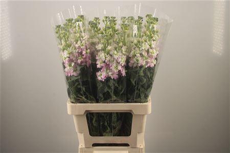 <h4>Matth Iron * Premium* Artic Queen</h4>