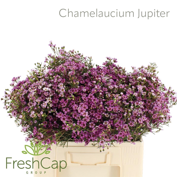<h4>Chamelaucium Jupiter</h4>