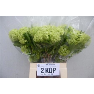 Viburnum Roseum St 2-3 Kop