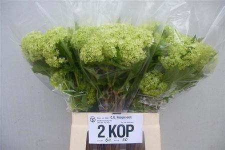 <h4>Viburnum Roseum St 2-3 Kop</h4>