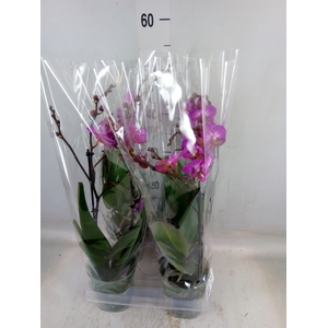 Phalaenopsis multi.   ...lilac