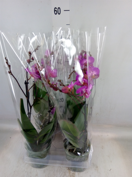 <h4>Phalaenopsis multi.   ...lilac</h4>