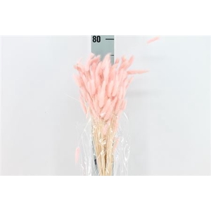 Dried Lagurus Bleached Pink/rosa Bs