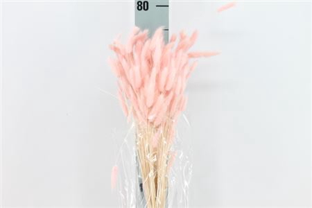 <h4>Dried Lagurus Bleached Browny Bs</h4>