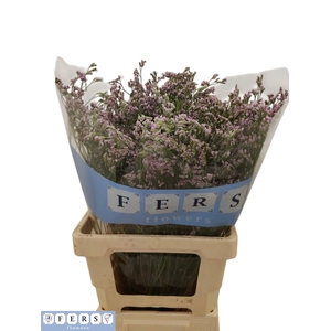 LIM TALL PINK EMILLE