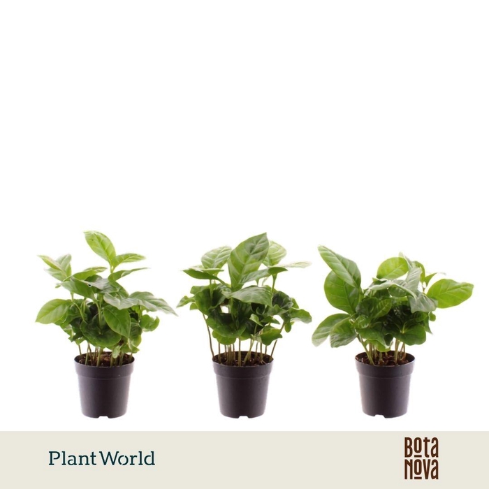 <h4>Coffea Arabica 7 cm</h4>