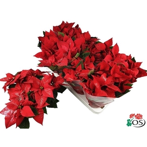 Euphorbia Mars red Glitters zilver vertakt met hoes