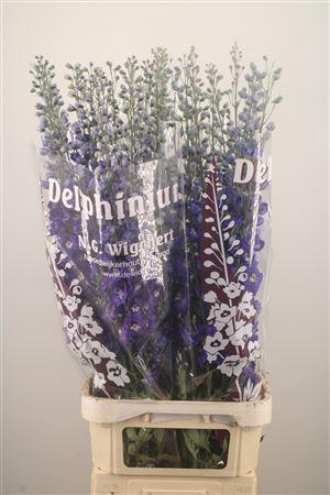 <h4>Delph El Dewi Blue Star</h4>