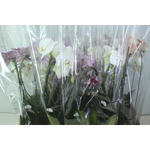 PHALAENOPSIS CASCATA P12 VARIADO 2 HT