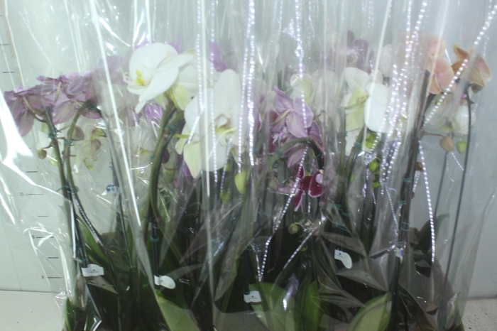 <h4>PHALAENOPSIS CASCATA P12 VARIADO 2 HT</h4>
