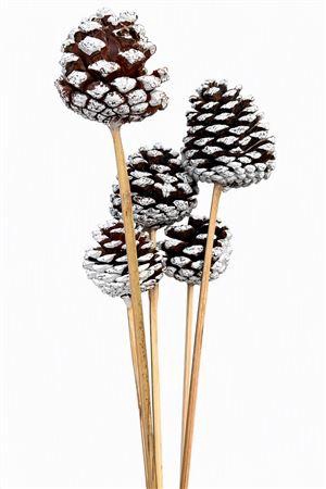 <h4>DECO PINECONE O/ST WHITE X5 BUNCH S</h4>