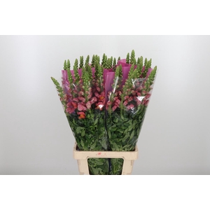 Antir Maryland Orang