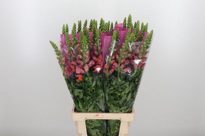 <h4>Antir Maryland Orang</h4>