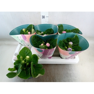 Sinningia  'Brocade'   ...mix