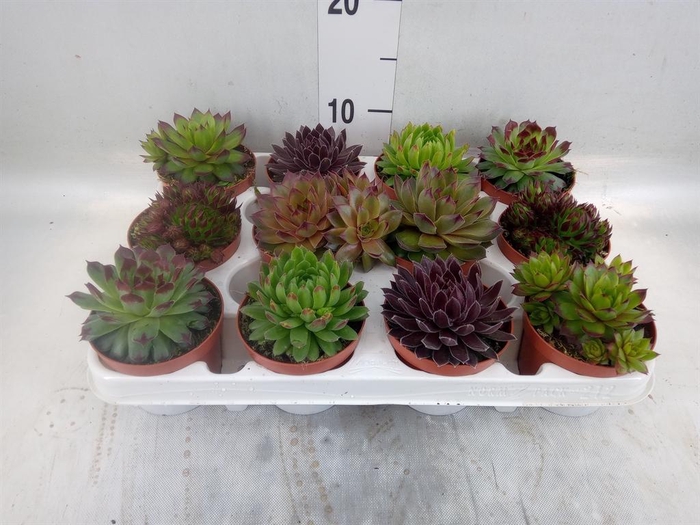 <h4>Sempervivum   ...</h4>