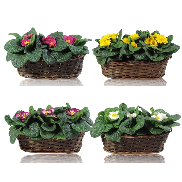 <h4>Primula Acaulis Grp gemengd</h4>