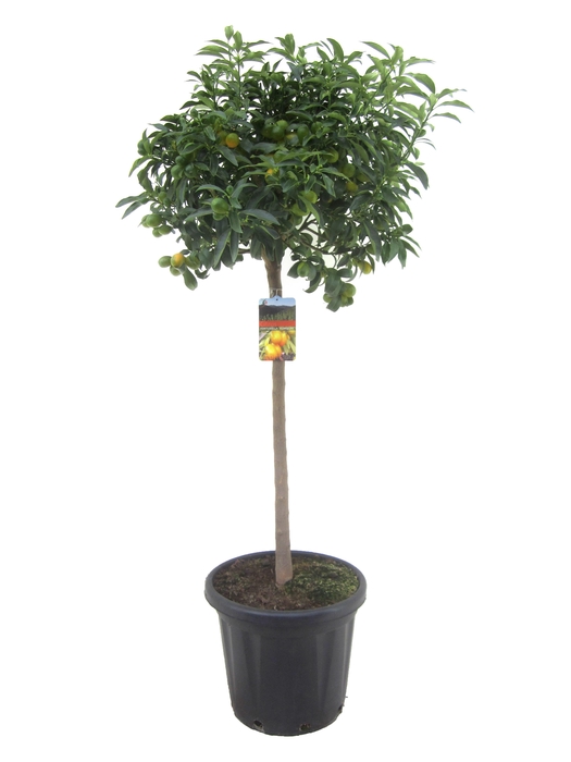 <h4>Citrus kumquat</h4>