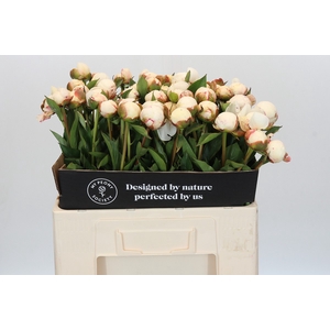 Paeonia Mary E. Nicholls