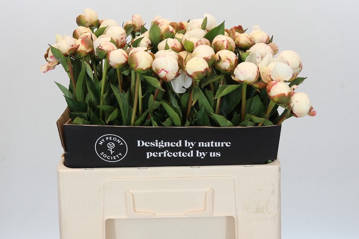 <h4>Paeonia Mary E. Nicholls</h4>