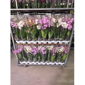 Phalaenopsis   ...