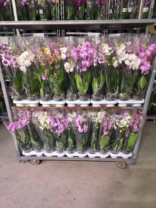 <h4>Phalaenopsis   ...</h4>