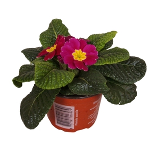 Primula Acaulis 9 cm Violet'