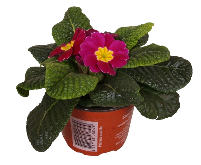 <h4>Primula Ac Op Kleur Violet</h4>
